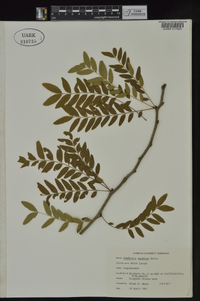 Gleditsia aquatica image