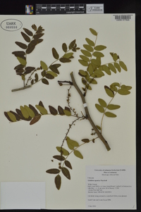 Gleditsia aquatica image