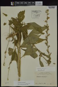 Campanulastrum americanum image