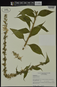 Campanulastrum americanum image