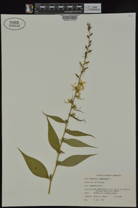 Campanulastrum americanum image