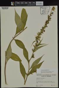 Campanulastrum americanum image