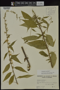 Campanulastrum americanum image