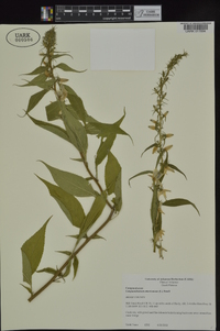 Campanulastrum americanum image