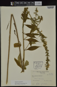 Campanulastrum americanum image