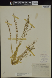 Lobelia appendiculata image