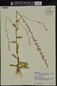 Lobelia appendiculata image