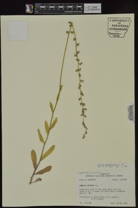 Lobelia appendiculata image