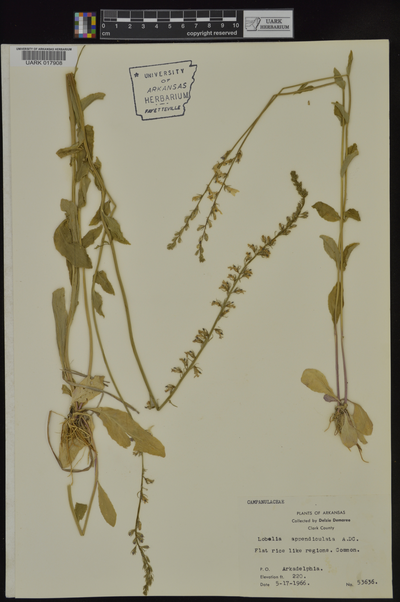 Lobelia appendiculata image