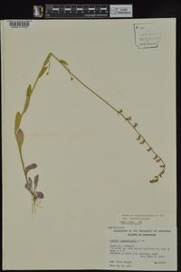 Lobelia appendiculata image