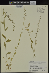 Lobelia appendiculata image