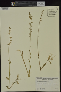 Lobelia appendiculata image