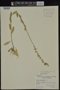 Lobelia appendiculata image