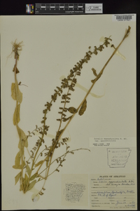 Lobelia appendiculata image