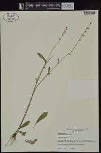 Lobelia appendiculata image