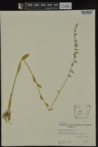 Lobelia appendiculata image