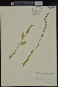 Lobelia appendiculata image