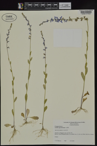 Lobelia appendiculata image