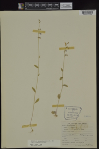 Lobelia appendiculata image