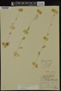 Lobelia appendiculata image