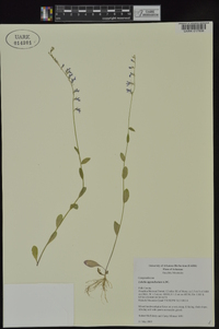 Lobelia appendiculata image