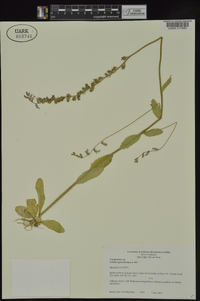 Lobelia appendiculata image