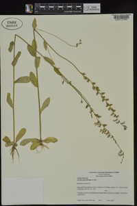 Lobelia appendiculata image