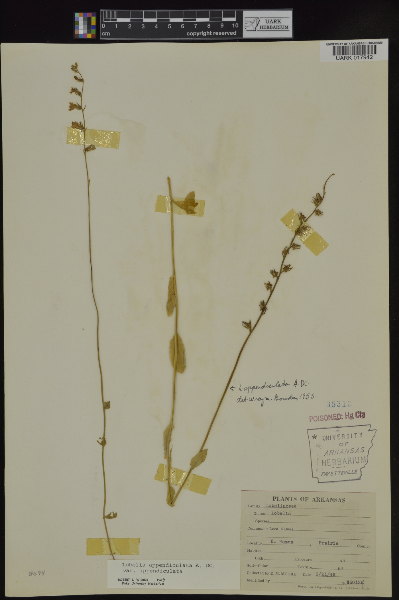 Lobelia appendiculata var. appendiculata image