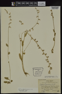 Lobelia appendiculata image