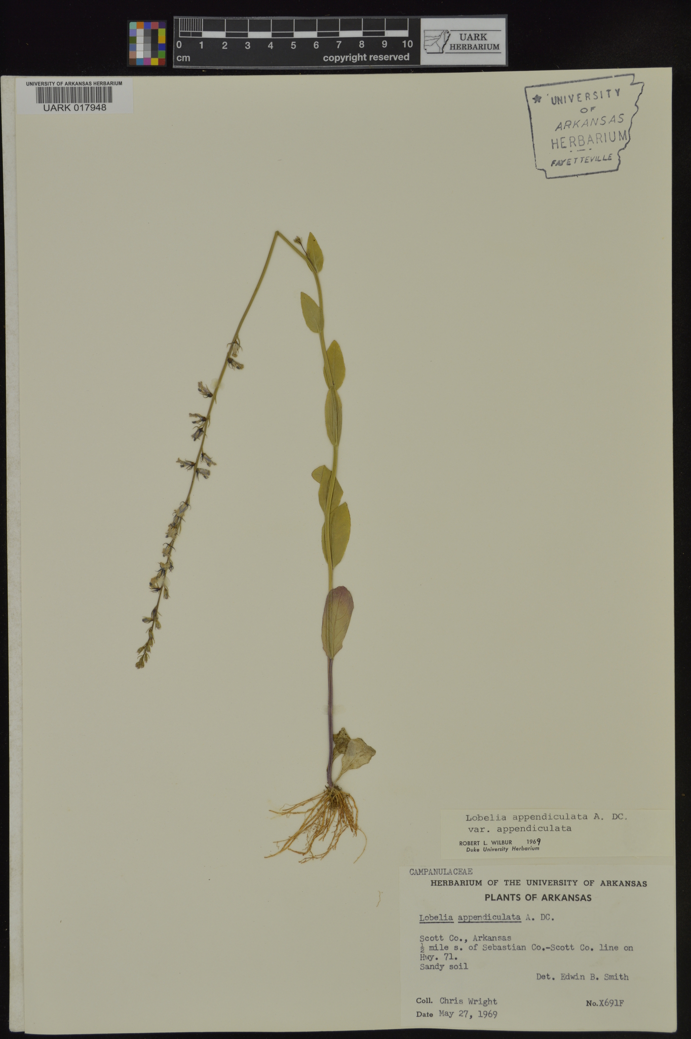 Lobelia appendiculata image