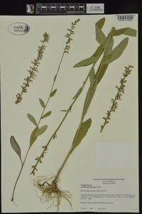 Lobelia appendiculata image