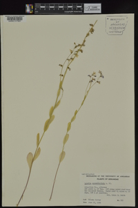 Lobelia appendiculata image