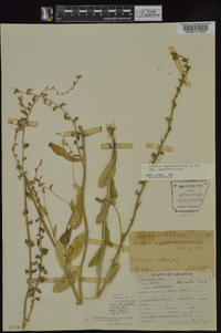 Lobelia appendiculata image