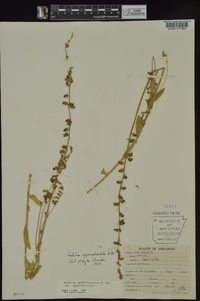 Lobelia appendiculata image