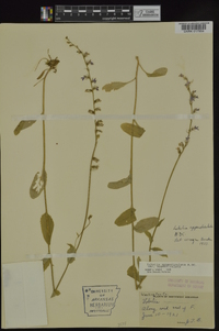 Lobelia appendiculata image