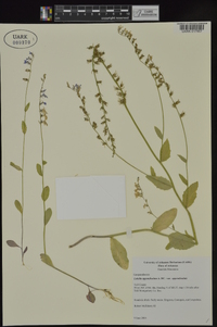 Lobelia appendiculata image