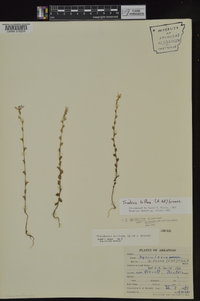 Triodanis perfoliata subsp. biflora image