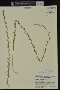 Triodanis perfoliata subsp. biflora image