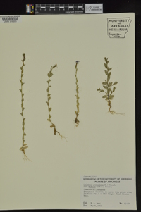 Triodanis perfoliata subsp. biflora image