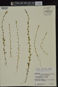 Triodanis perfoliata subsp. biflora image