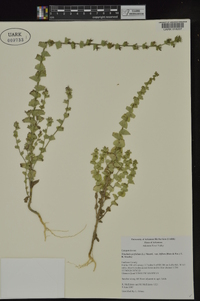 Triodanis perfoliata subsp. biflora image