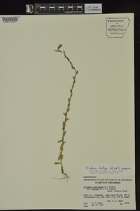 Triodanis perfoliata subsp. biflora image