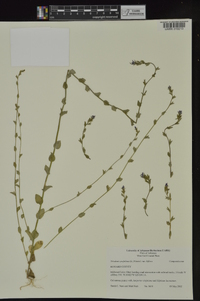 Triodanis perfoliata subsp. biflora image