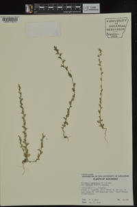 Triodanis perfoliata subsp. biflora image