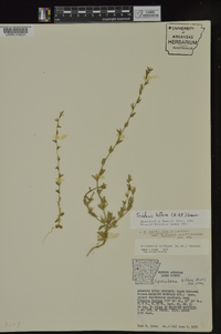 Triodanis perfoliata subsp. biflora image