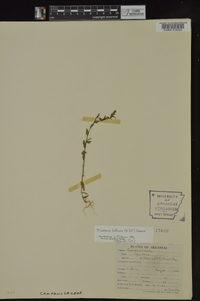 Triodanis perfoliata subsp. biflora image