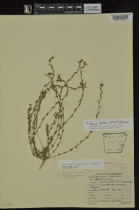 Triodanis perfoliata subsp. biflora image