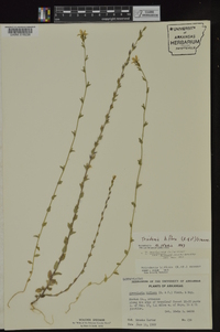 Triodanis perfoliata subsp. biflora image