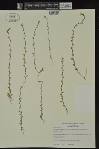 Triodanis perfoliata subsp. biflora image