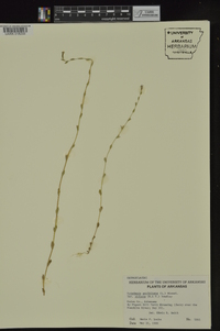 Triodanis perfoliata subsp. biflora image